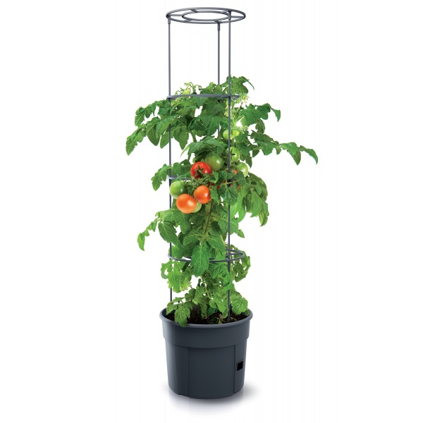 tomato grower ipom400 sadzonka m